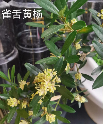 雀舌黄杨开什么样的花