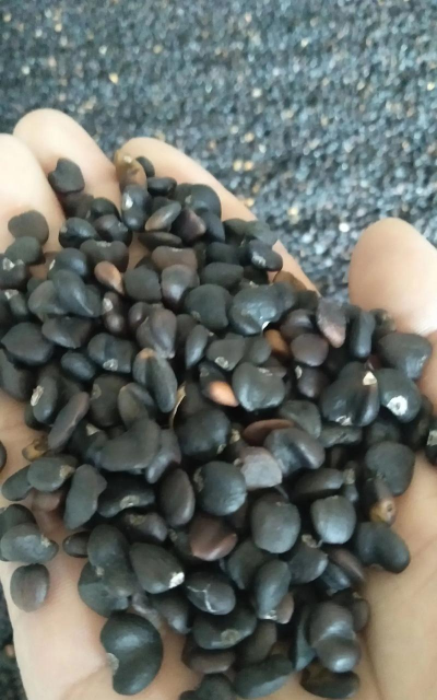 玉兰花的种子叫什么名字