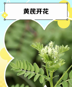 像黄芪花一样叫什么花