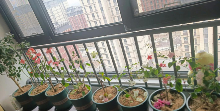 家庭养花用生根粉