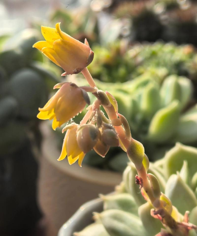 青星美人开花怎么办