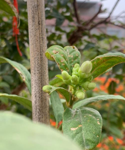 佛手柑的花长什么样