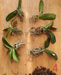 蝴蝶兰换盆的叫什么木