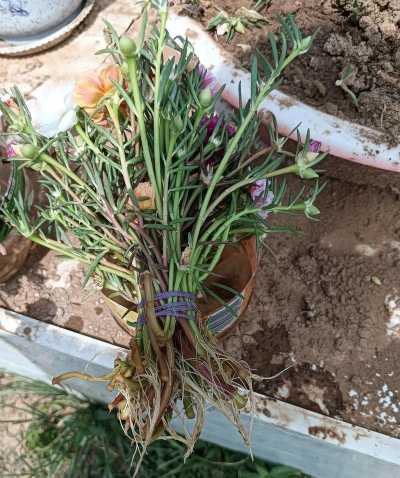 家庭养花用生根粉