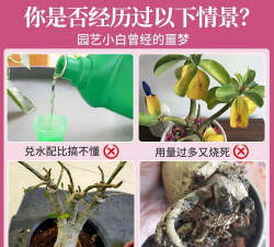 家庭养花用生根粉