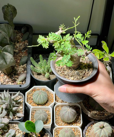 家庭养花用生根粉