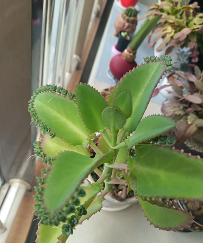 只一根大叶叫什么花