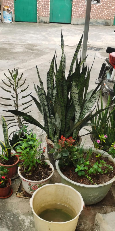 家庭养花用生根粉