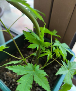 鸡爪槭叶片枯萎怎么办