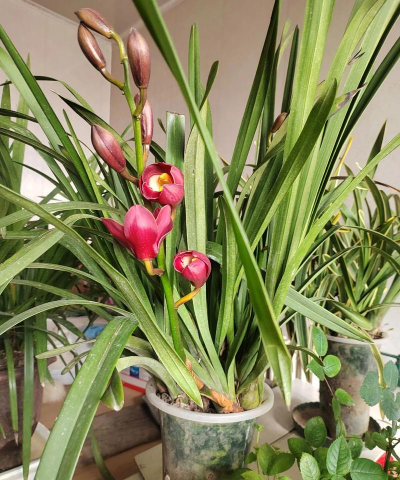 家庭养花用生根粉