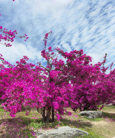 三角梅主要长在什么地区