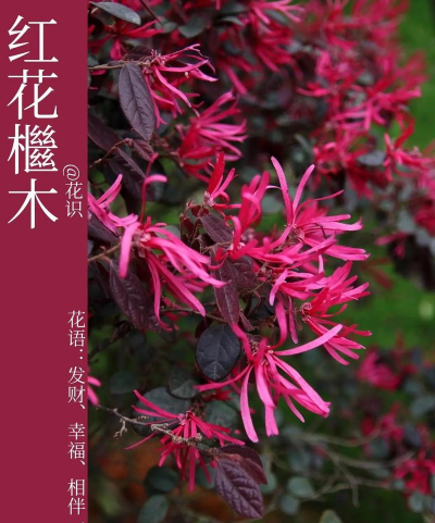 怎么区分红花继木品种