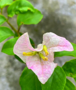 九重葛什么季节栽培好