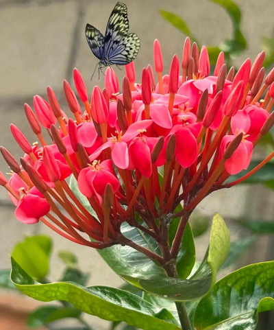 家庭养花用生根粉