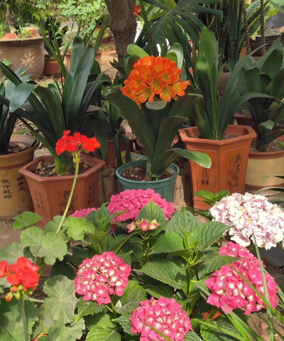 家庭养花用生根粉