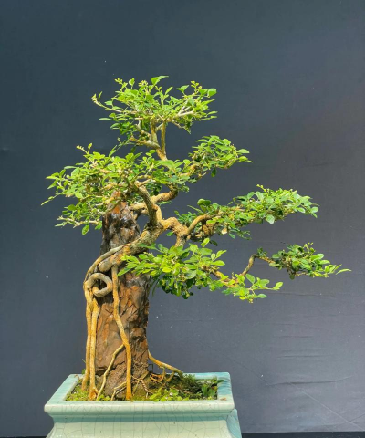 九里香树做什么的