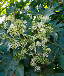 八角金盘在什么时候开花