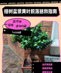 台湾榕换盆后怎么处理