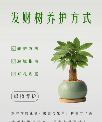 养发财树是代表什么意思