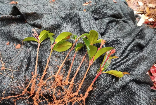 家庭养花用生根粉