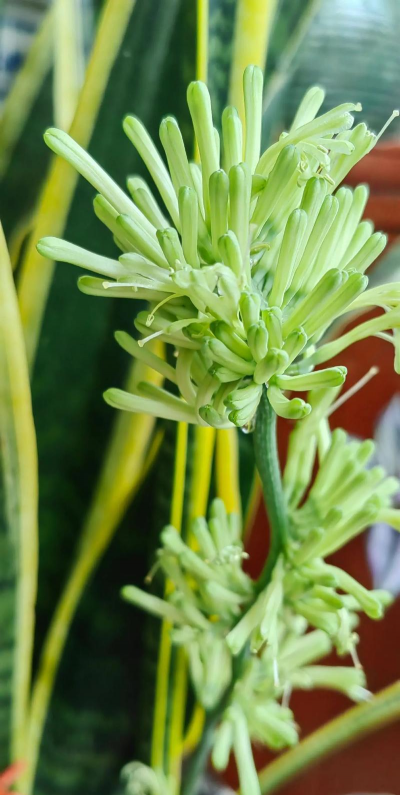 虎皮兰为什么叫千岁兰