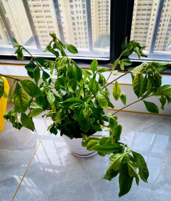 家庭养花用生根粉