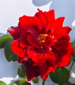 十天可以开的是什么花