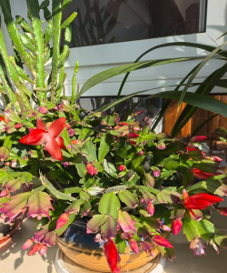 家庭养花用生根粉