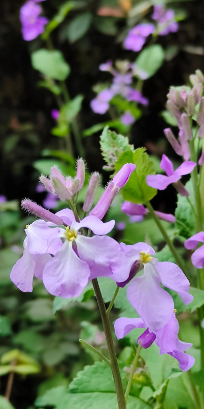 二月开的兰花是什么兰花