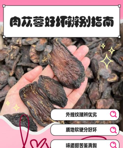 春季和秋季肉苁蓉怎么分