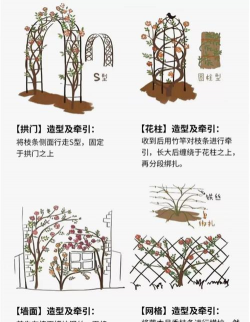 爬藤蔷薇花什么时候剪枝