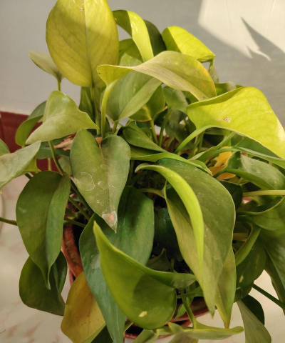 冬天绿萝好叶是什么情况