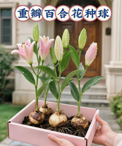 家庭养花用生根粉