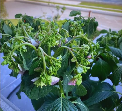 家庭养花用生根粉