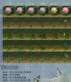 家庭养花用生根粉