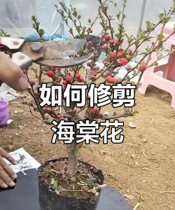 一般的海棠怎么修剪