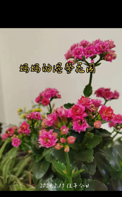 家庭养花用生根粉