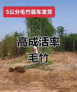 毛竹怎么移栽成活率高