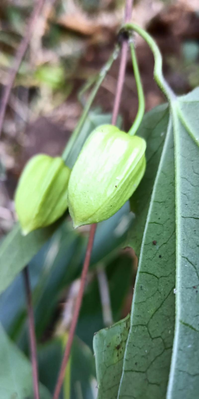 单叶花是买什么东西的