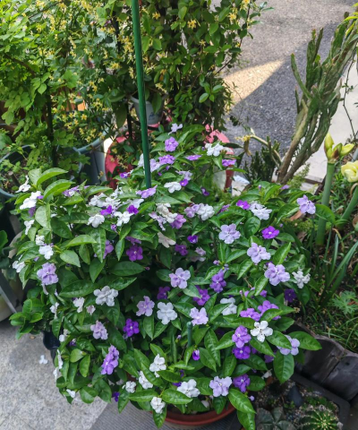 家庭养花用生根粉