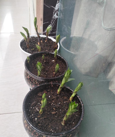 家庭养花用生根粉