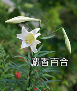 麝香百合怎么写花语