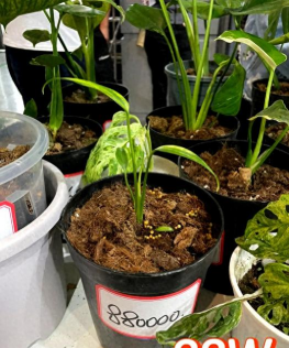 放碑酒养花 放碑酒养花