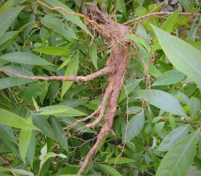 家庭养花用生根粉