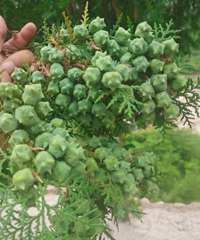 洒金柏的果子有什么用