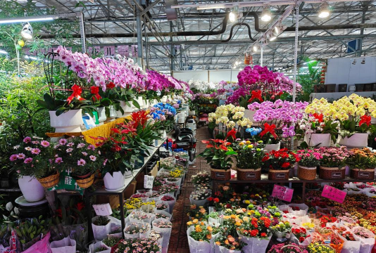 家庭养花用生根粉