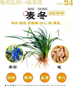 麦冬草的果实有什么用