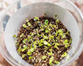 家庭养花用生根粉