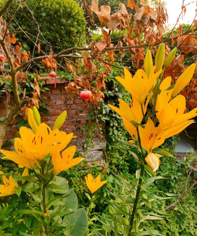 表哥喜欢养花 表哥喜欢养花