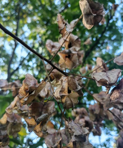 九月份什么树掉叶子